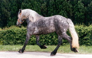 CAL DE TRACTIUNE BIELORUS